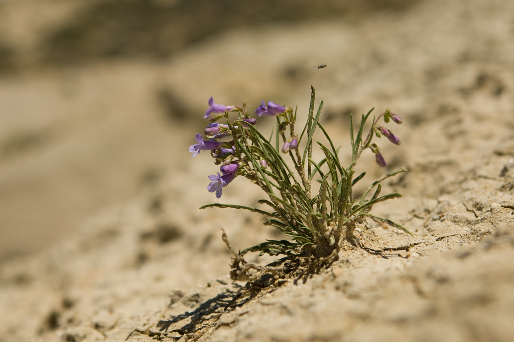 Colorado Rare Plant Conservation Initiative